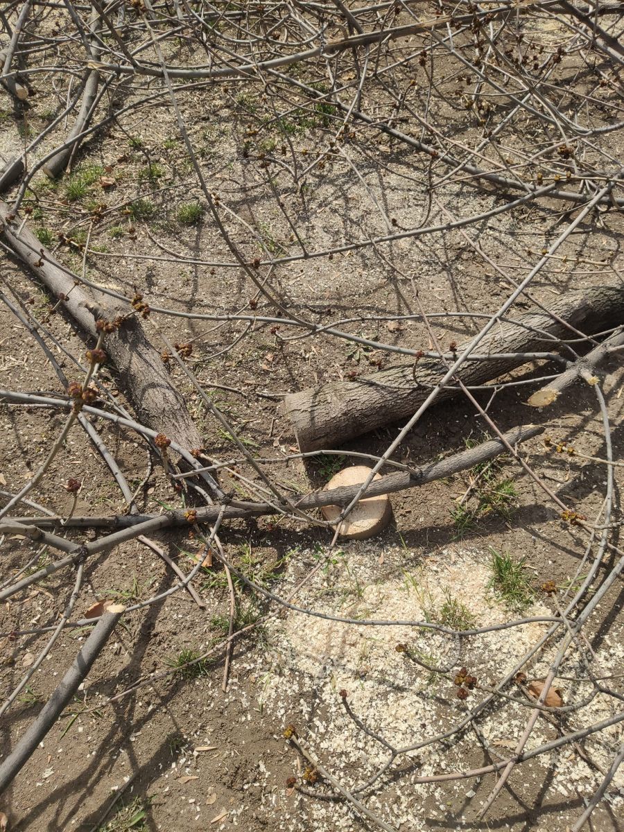 Ini bukan hanya masalah profesional dan memiliki komponen publik.  Arsen Gasparyan – Panorama